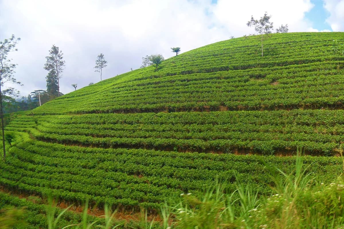 Nuwara Eliya, Unhurried: A Local's Guide to Little England