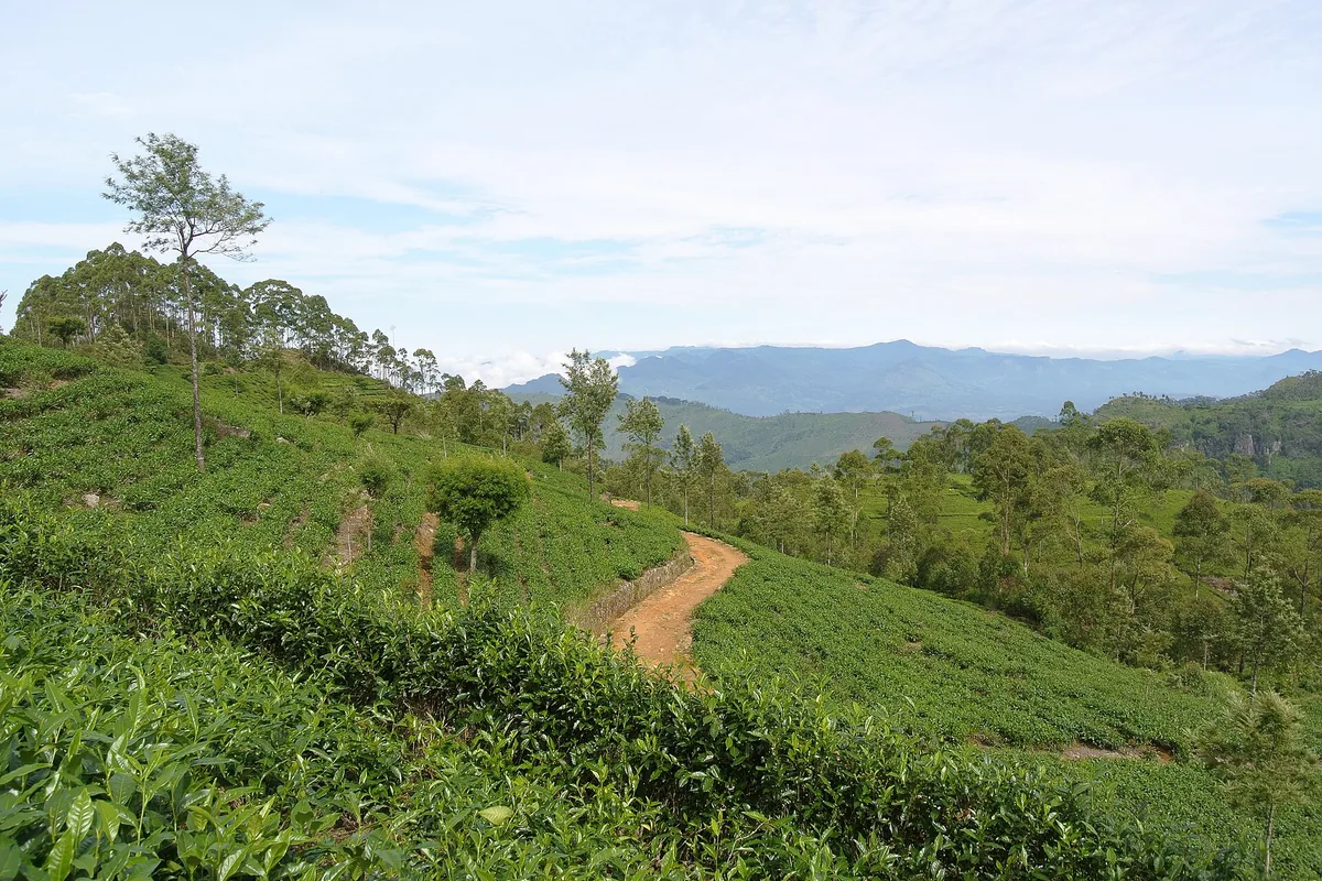 Bluefield Tea Gardens