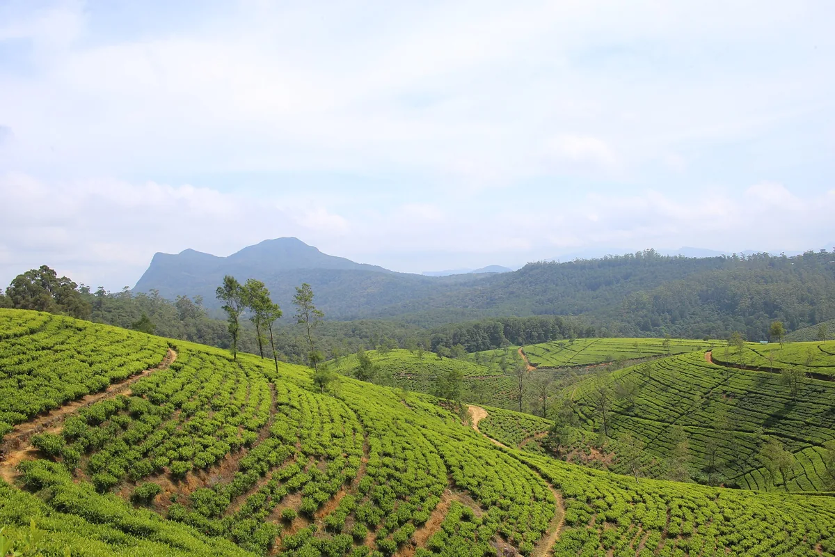 Pedro Tea Estate & Factory