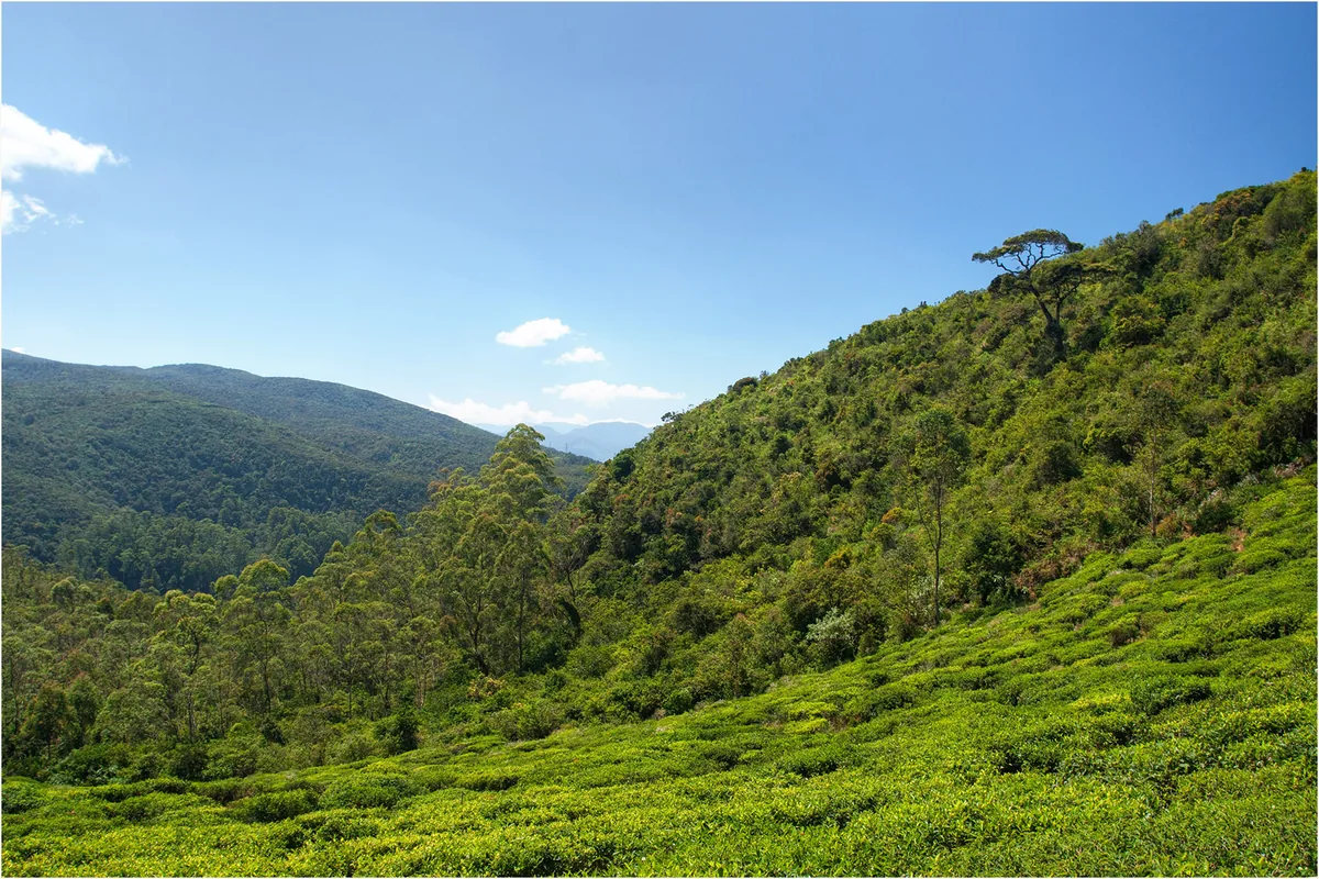 Single Tree Hill (Shanthipura)