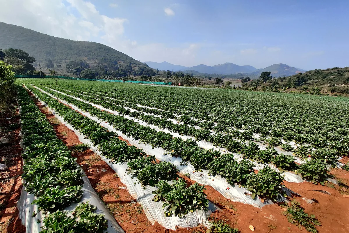 Strawberry farms (Nuwara Eliya road)